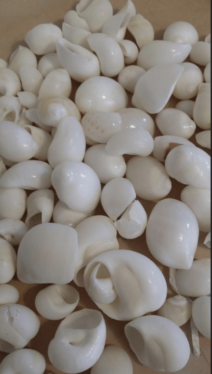 Bulk White Moon Snail Shells – Natica mamillia Craft Shells
