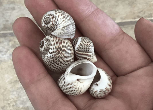 Natica Tigerina Tiger Whale Eye Snail Shell