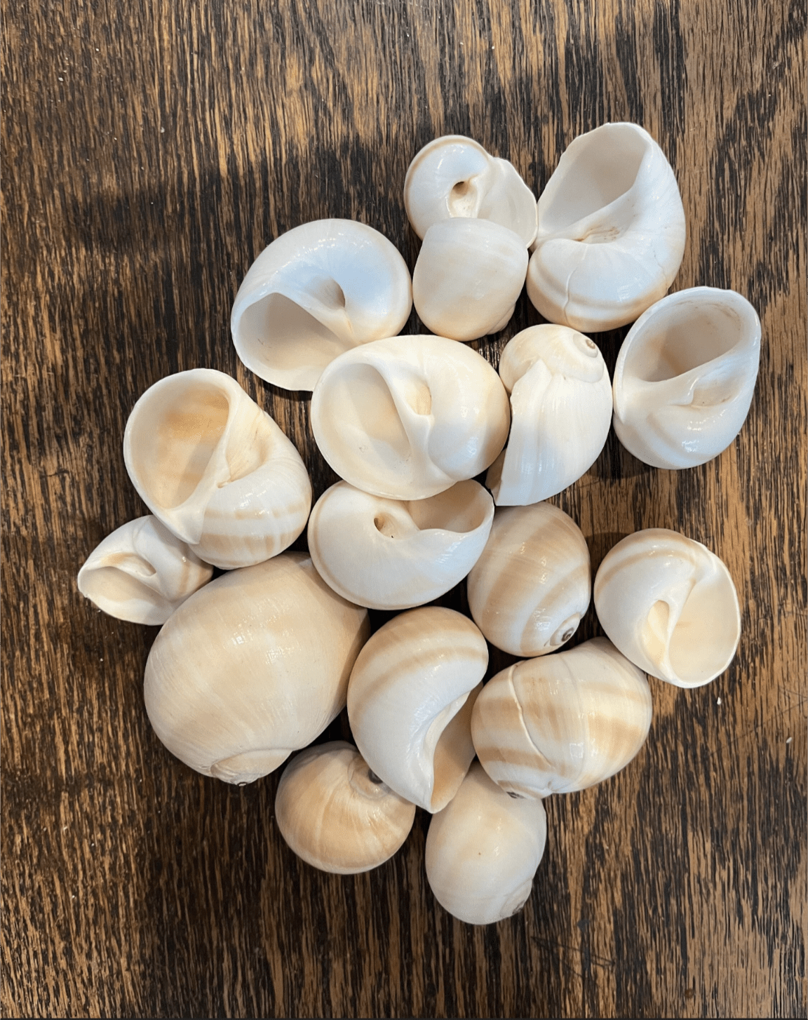 Natica Vittelus Shark Eye snail shell