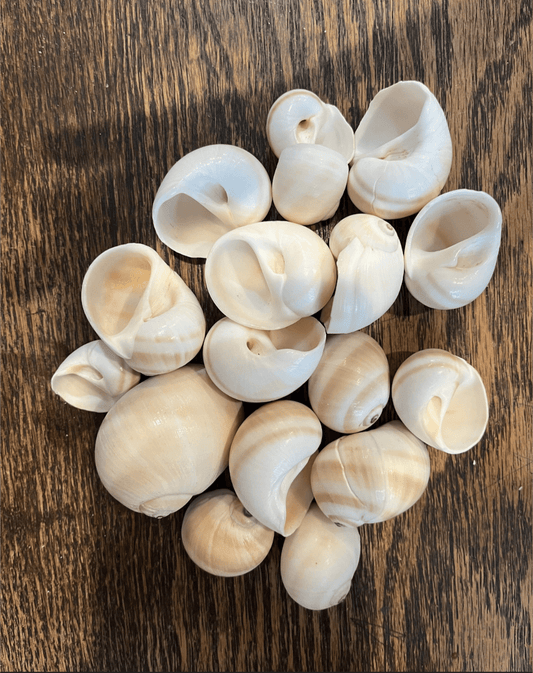 Natica Vittelus Shark Eye snail shell