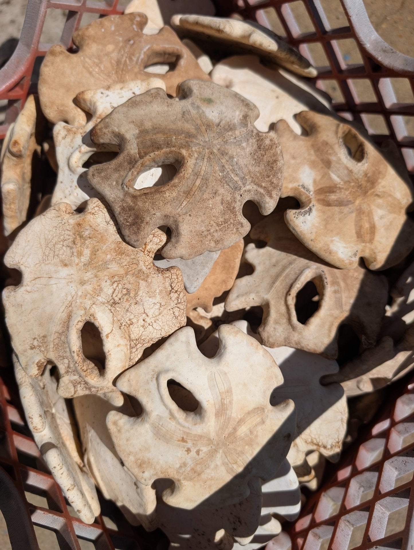 Natural Aged Mexican Keyhole Sand Dollar