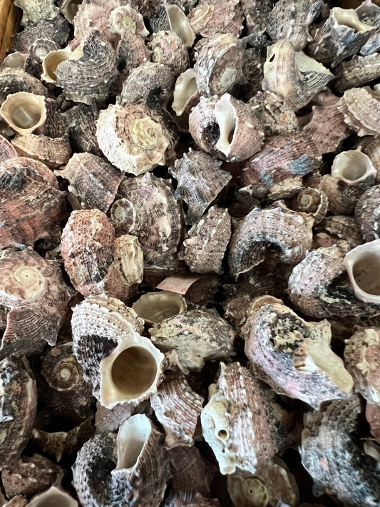 Natural Dephinula Shells (Angaria delphinus)