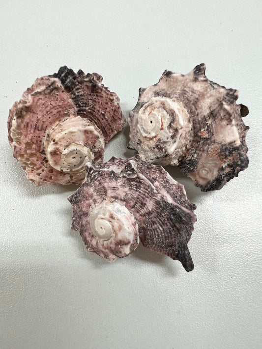 Natural Dephinula Shells (Angaria delphinus)