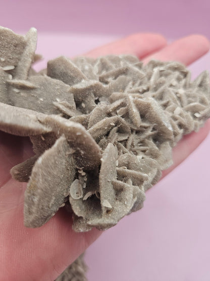 Natural Desert Rose Crystal Gypsum – Gulf Coast Lagoon Mineral Specimens in Small and Large Sizes