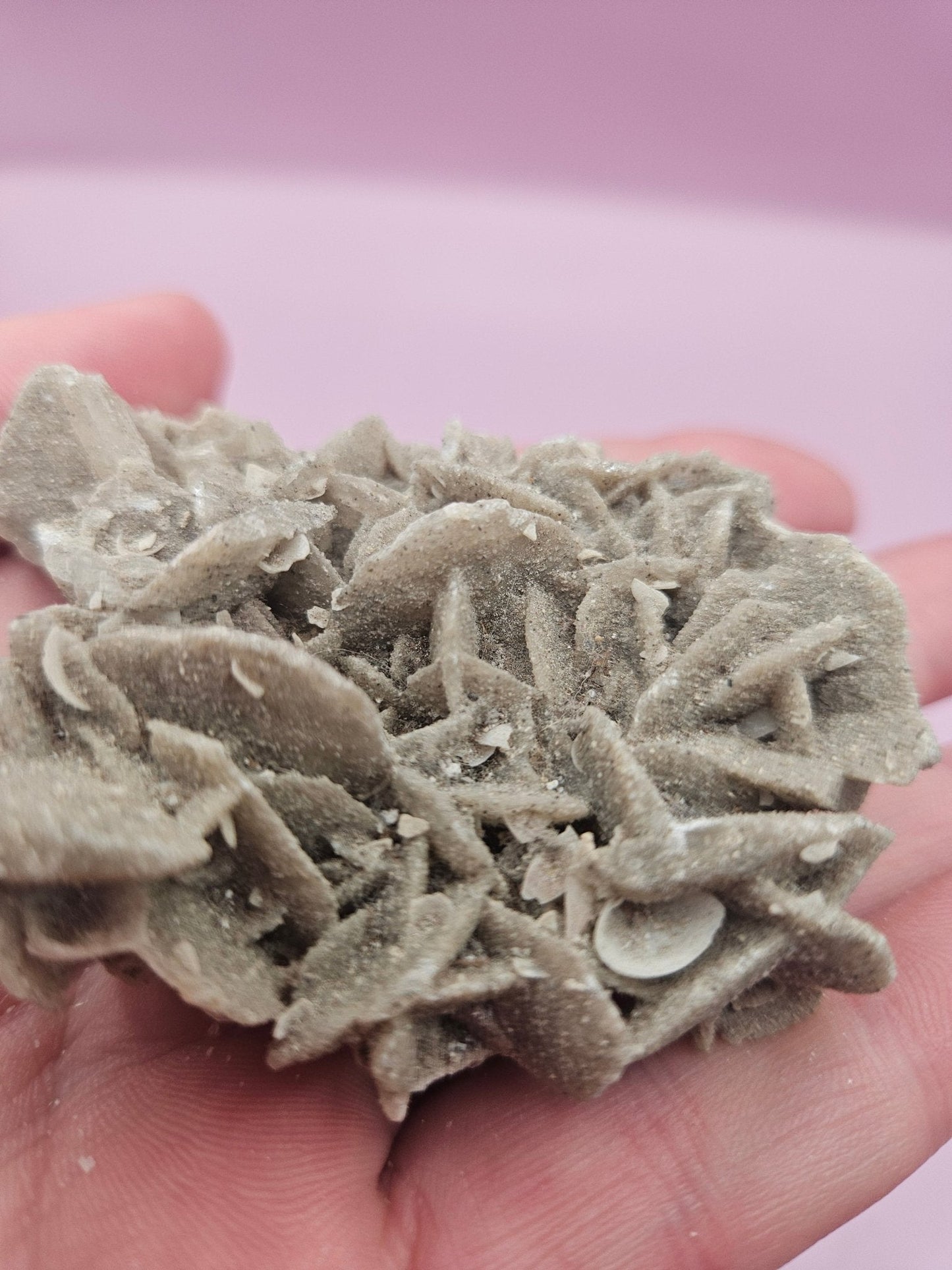 Natural Desert Rose Crystal Gypsum – Gulf Coast Lagoon Mineral Specimens in Small and Large Sizes