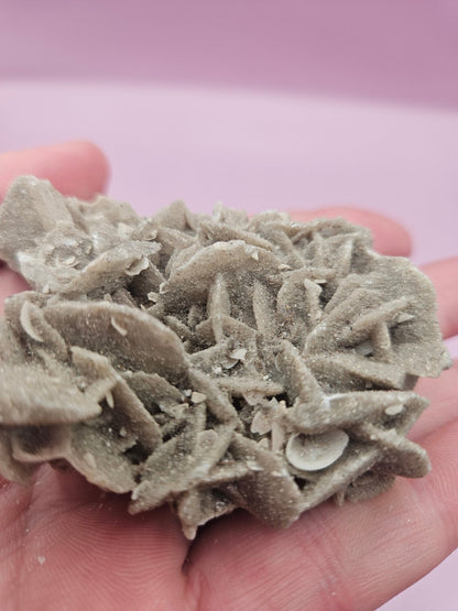 Natural Desert Rose Crystal Gypsum – Gulf Coast Lagoon Mineral Specimens in Small and Large Sizes