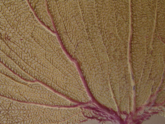 Natural Dried Bahama Sea Fan Coral Coastal Home Decor Floral Arrangement Mermaid Crown Craft Supplies Coastal Home Decor Small Medium Large