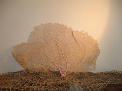 Natural Dried Bahama Sea Fan Coral Coastal Home Decor Floral Arrangement Mermaid Crown Craft Supplies Coastal Home Decor Small Medium Large