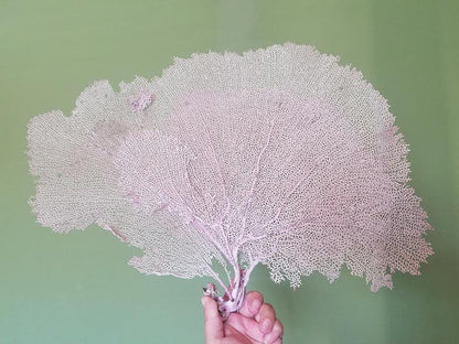 Natural Dried Bahama Sea Fan Coral Coastal Home Decor Floral Arrangement Mermaid Crown Craft Supplies Coastal Home Decor Small Medium Large
