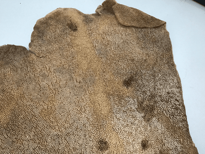 Natural Dried Brown Sponge Sea Fan Coral