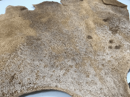 Natural Dried Brown Sponge Sea Fan Coral