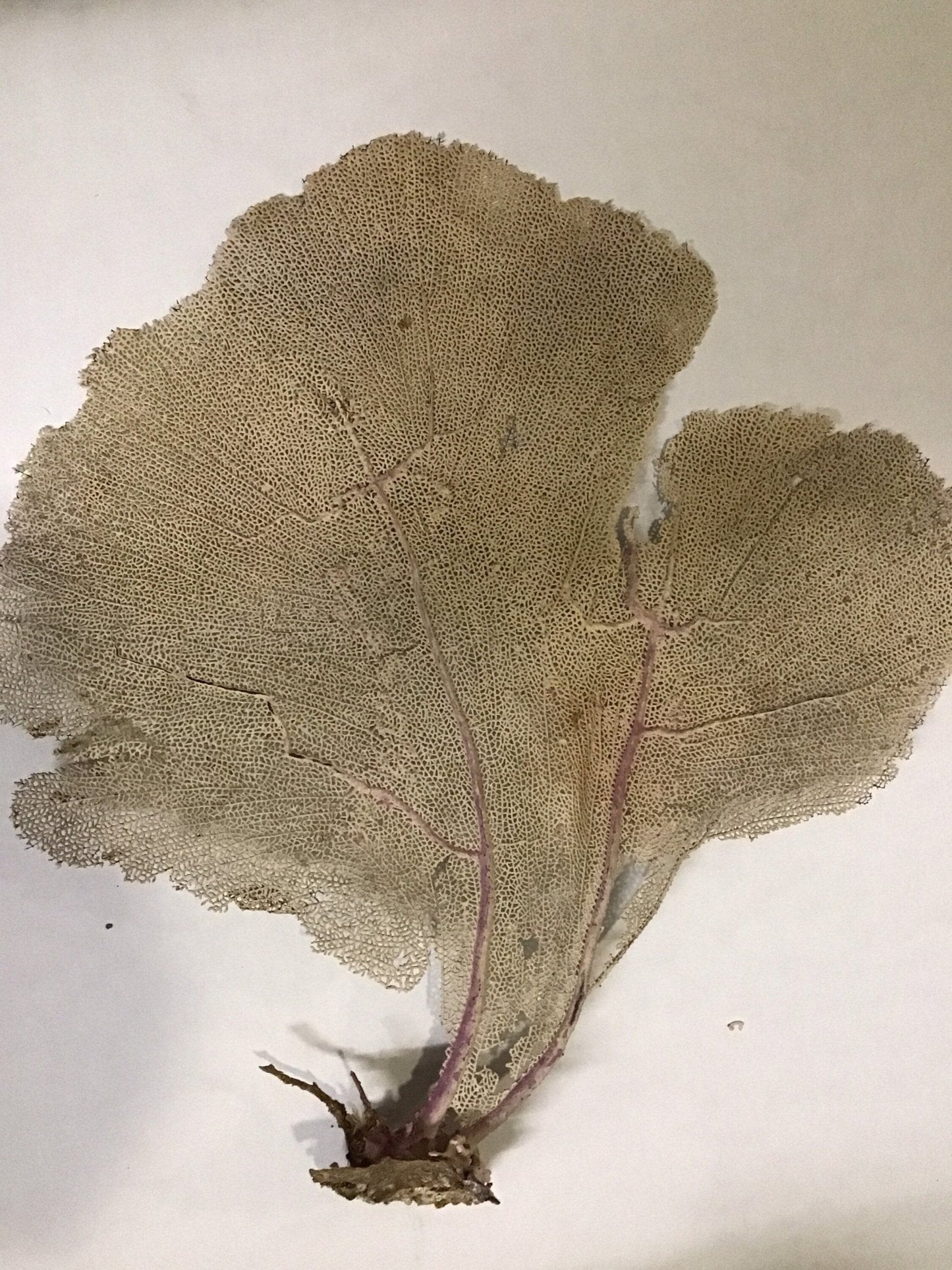 Natural Dried Cream Pink Bahama Sea Fan