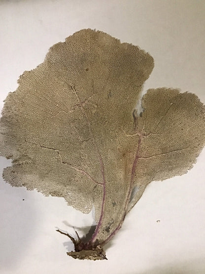 Natural Dried Cream Pink Bahama Sea Fan