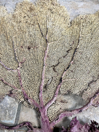 Natural Dried Cream Pink Bahama Sea Fan Coral 31x29 for Wall Art or Coastal Display