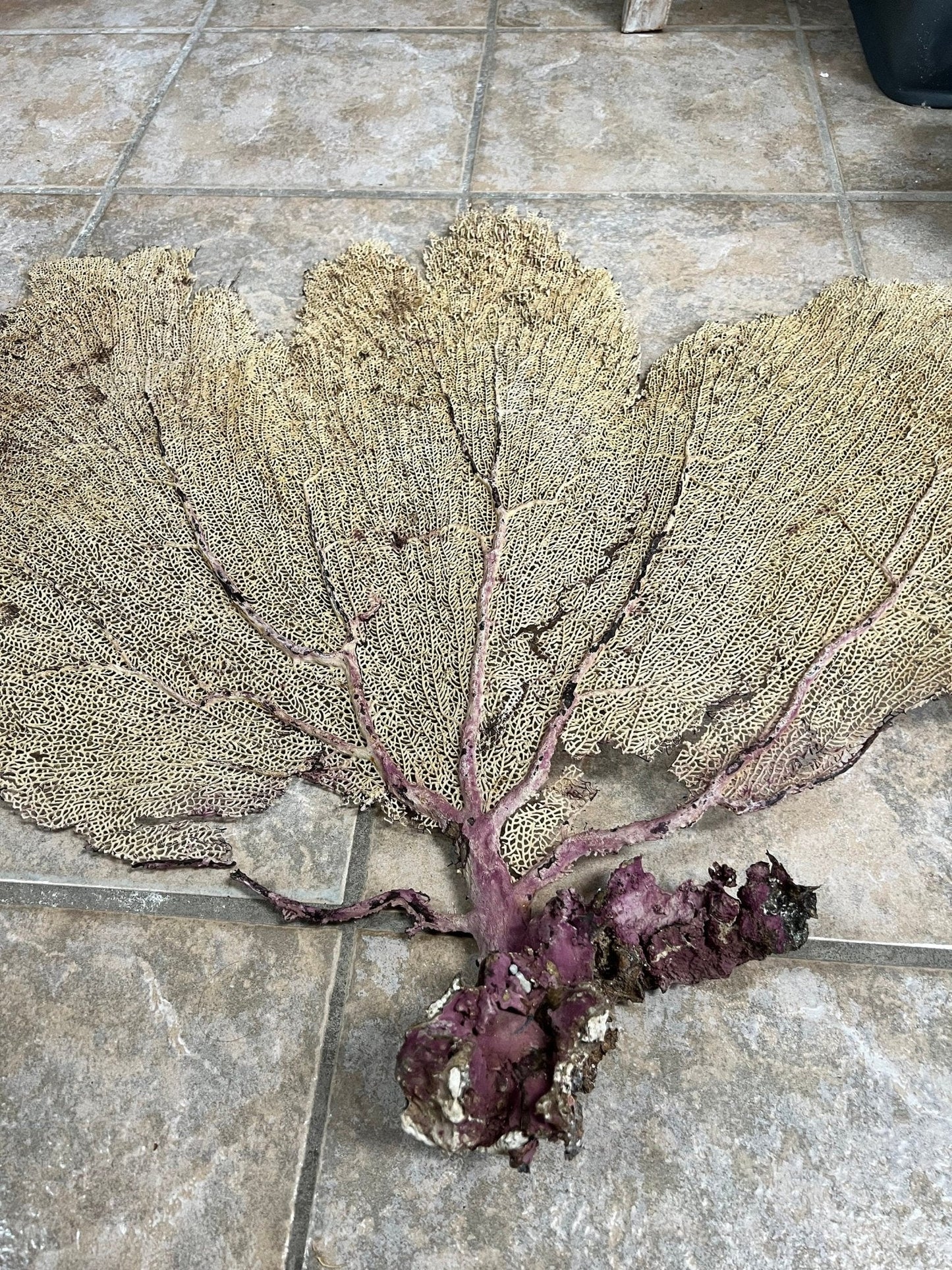Natural Dried Cream Pink Bahama Sea Fan Coral 31x29 for Wall Art or Coastal Display