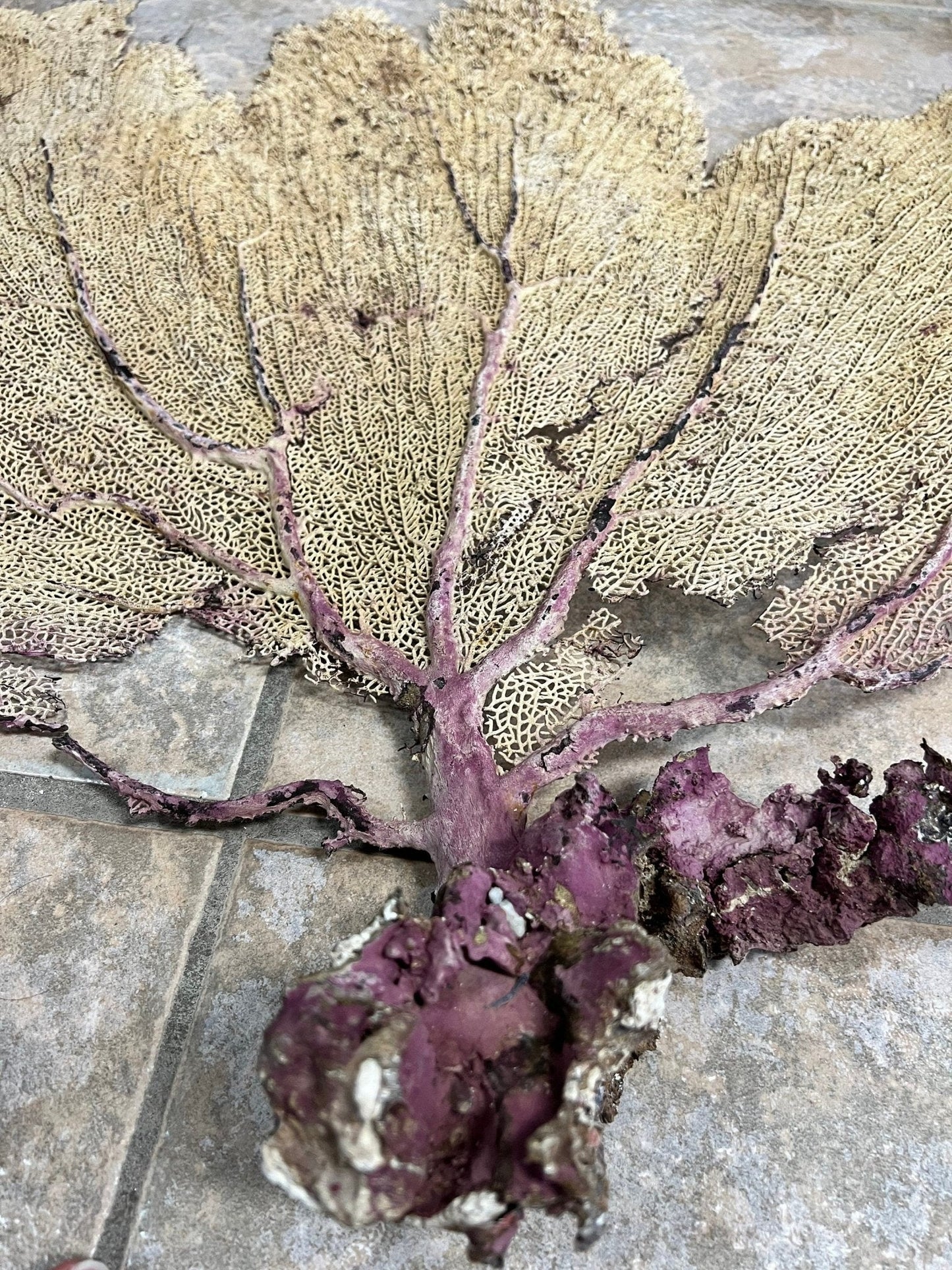 Natural Dried Cream Pink Bahama Sea Fan Coral 31x29 for Wall Art or Coastal Display