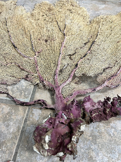 Natural Dried Cream Pink Bahama Sea Fan Coral 31x29 for Wall Art or Coastal Display