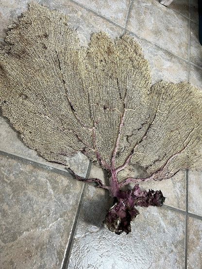 Natural Dried Cream Pink Bahama Sea Fan Coral 31x29 for Wall Art or Coastal Display