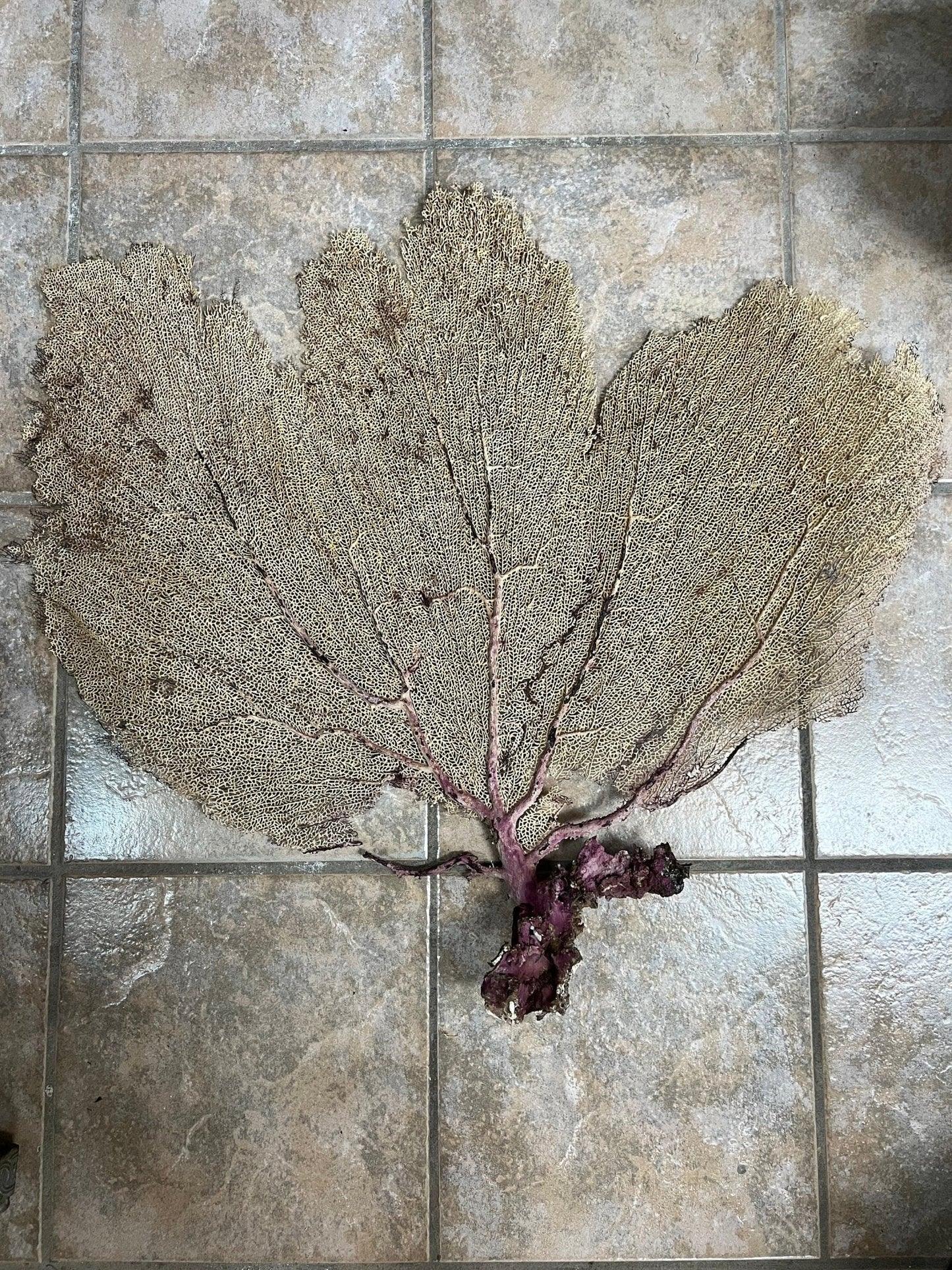 Natural Dried Cream Pink Bahama Sea Fan Coral 31x29 for Wall Art or Coastal Display