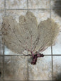 Natural Dried Cream Pink Bahama Sea Fan Coral 31x29 for Wall Art or Coastal Display