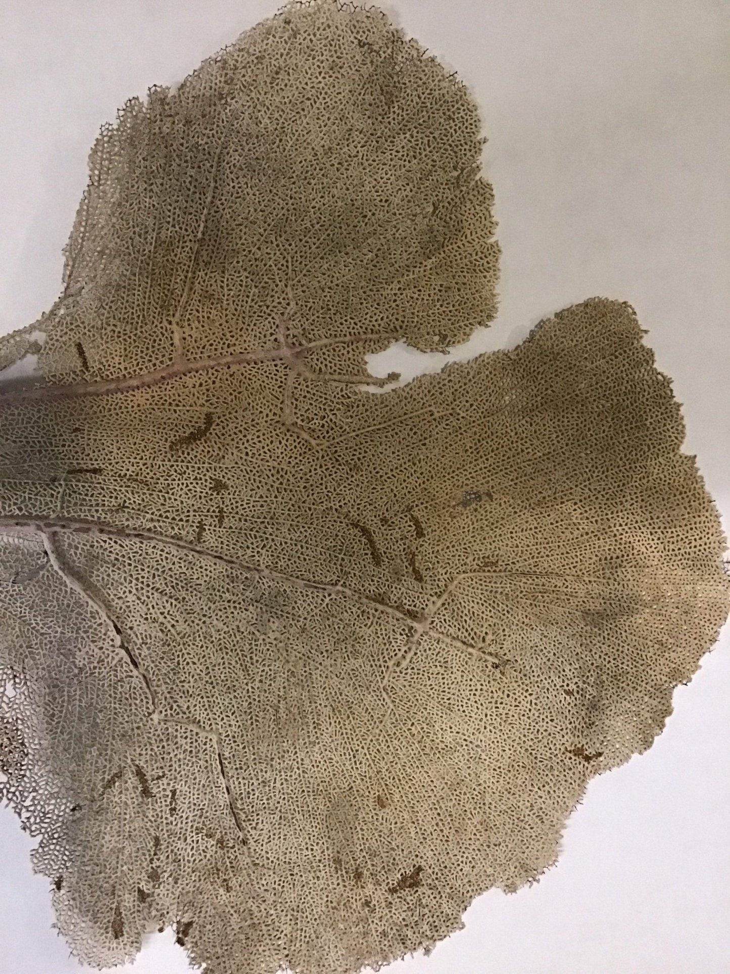 Natural Dried Cream Pink Bahama Sea Fan