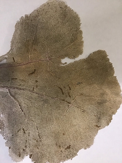 Natural Dried Cream Pink Bahama Sea Fan