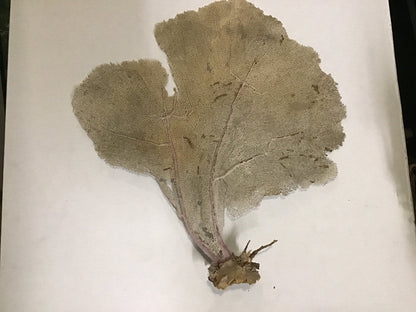 Natural Dried Cream Pink Bahama Sea Fan