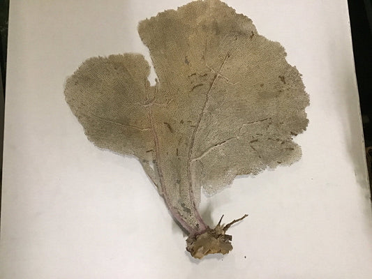 Natural Dried Cream Pink Bahama Sea Fan