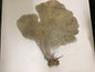 Natural Dried Cream Pink Bahama Sea Fan