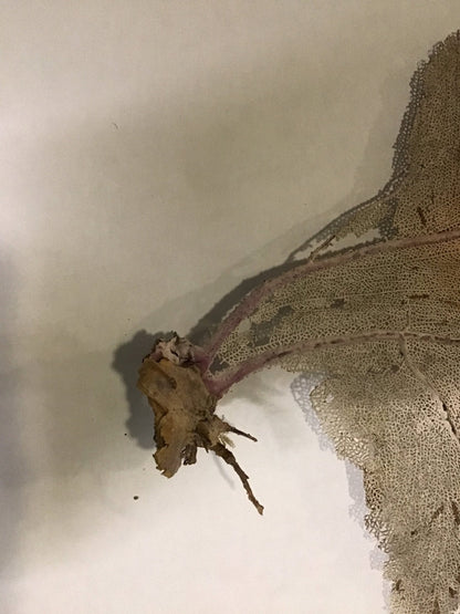 Natural Dried Cream Pink Bahama Sea Fan