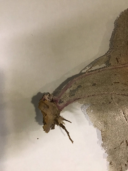 Natural Dried Cream Pink Bahama Sea Fan