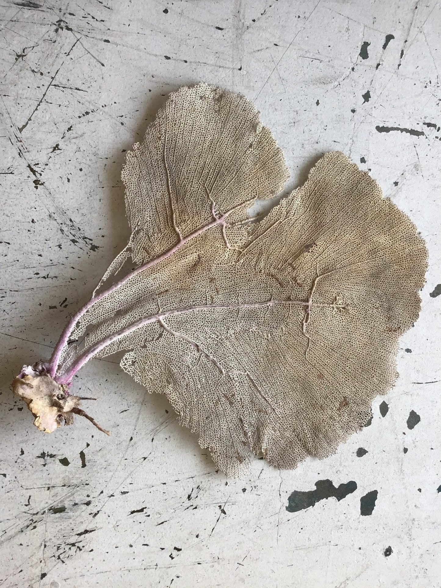 Natural Dried Cream Pink Bahama Sea Fan