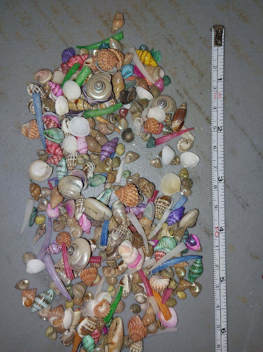 Natural & Dyed Shell Mixture