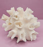 Natural Flower Coral - 5.25"5.75"x3.5" Decorative Coastal Accent for Home and Office