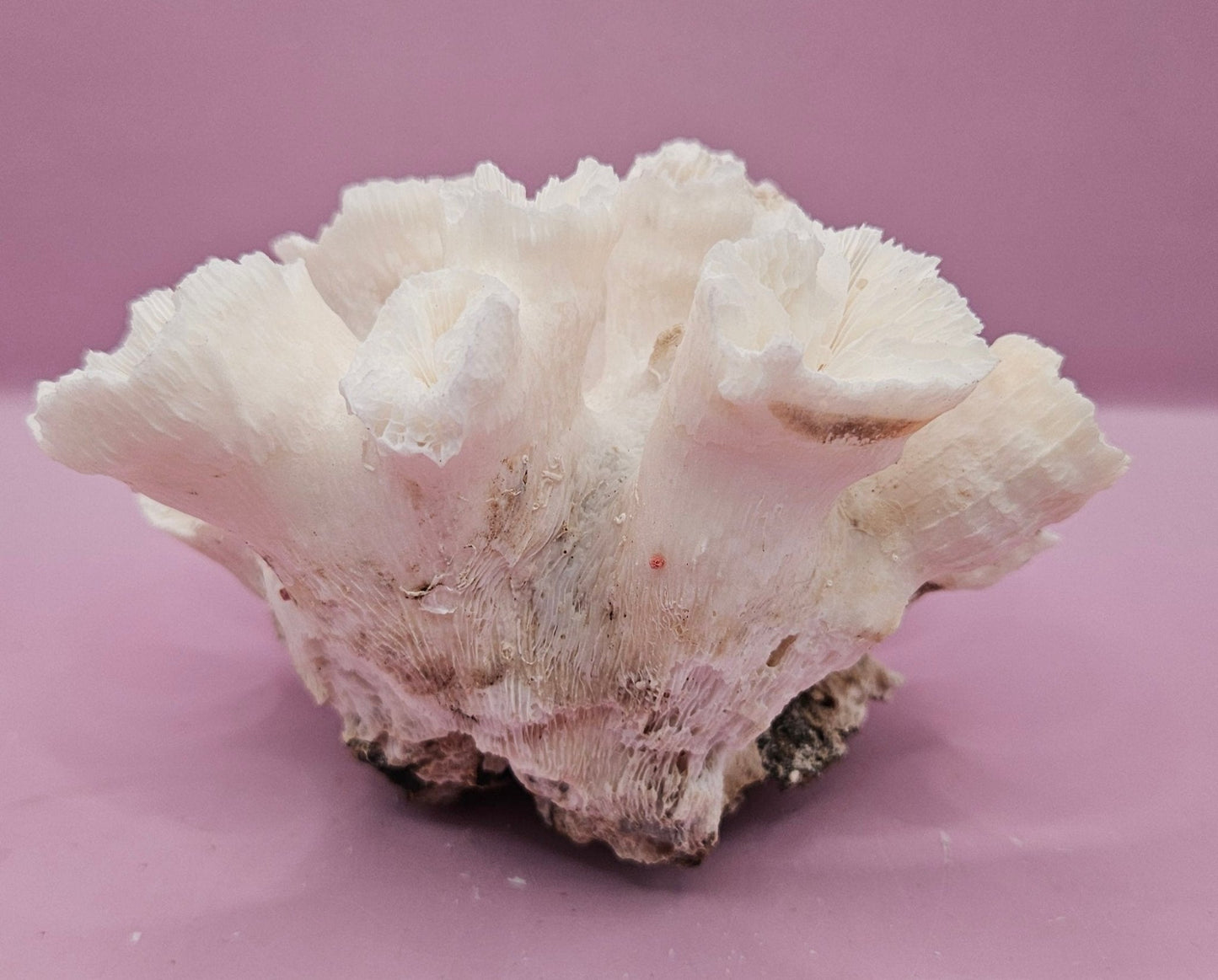 Natural Flower Coral - 5.25"5.75"x3.5" Decorative Coastal Accent for Home and Office