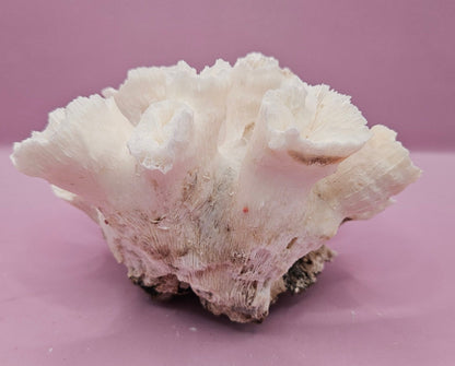 Natural Flower Coral - 5.25"5.75"x3.5" Decorative Coastal Accent for Home and Office