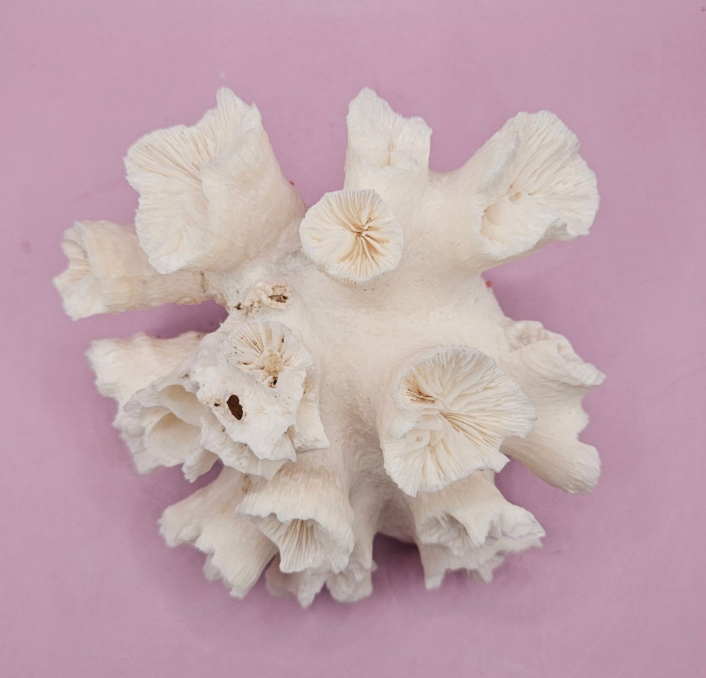 Natural Flower Coral - 5.25"5.75"x3.5" Decorative Coastal Accent for Home and Office