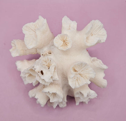 Natural Flower Coral - 5.25"5.75"x3.5" Decorative Coastal Accent for Home and Office