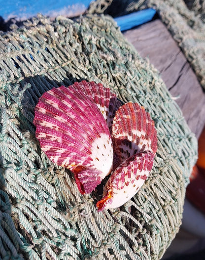 Natural Pecten Pallium (Royal Cloak) Scallop Shell Pairs & Halves