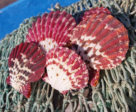 Natural Pecten Pallium (Royal Cloak) Scallop Shell Pairs & Halves