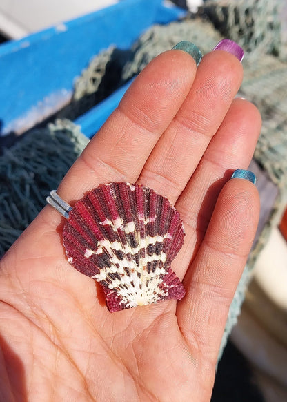 Natural Pecten Pallium (Royal Cloak) Scallop Shell Pairs & Halves