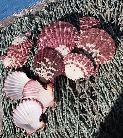 Natural Pecten Pallium (Royal Cloak) Scallop Shell Pairs & Halves