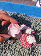 Natural Pecten Pallium (Royal Cloak) Scallop Shell Pairs & Halves