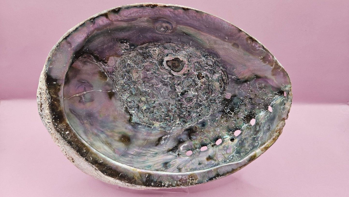 Natural Rainbow Abalone Shell - 6"x4.8" Polished Decorative Shell for Home Décor, Smudging, and Crafting
