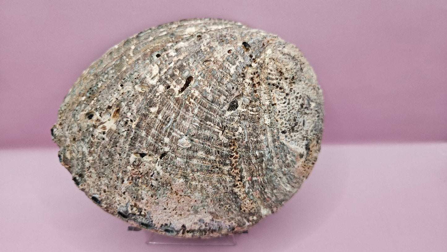 Natural Rainbow Abalone Shell - 6"x4.8" Polished Decorative Shell for Home Décor, Smudging, and Crafting