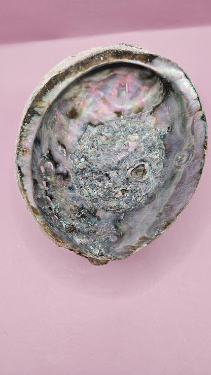 Natural Rainbow Abalone Shell - 6"x4.8" Polished Decorative Shell for Home Décor, Smudging, and Crafting