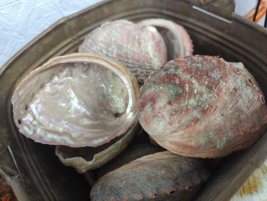 Natural Rust Sage Colored Abalone Haliotis 2-4"