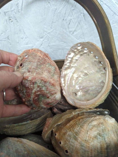 Natural Rust Sage Colored Abalone Haliotis 2-4"