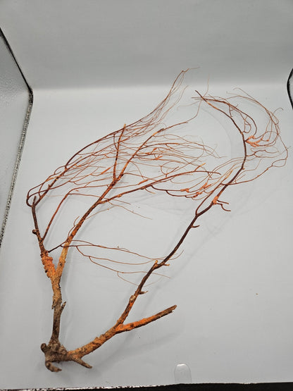 Natural Sea Fan Coral – 16"x8.5" Coastal Wall Art