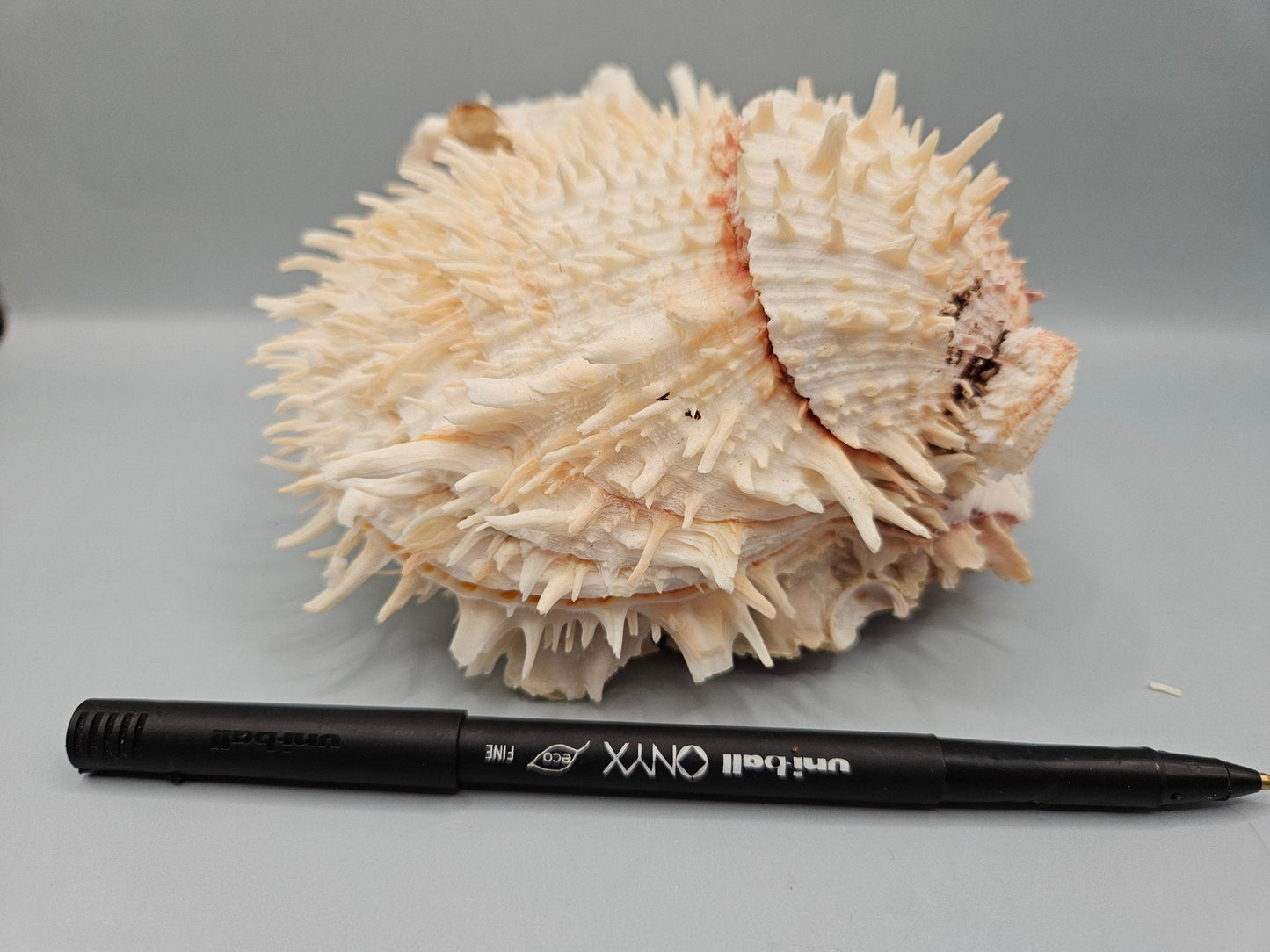 Natural Spondylus Shell Pair - 5"x6"x3" Decorative Ocean Shells
